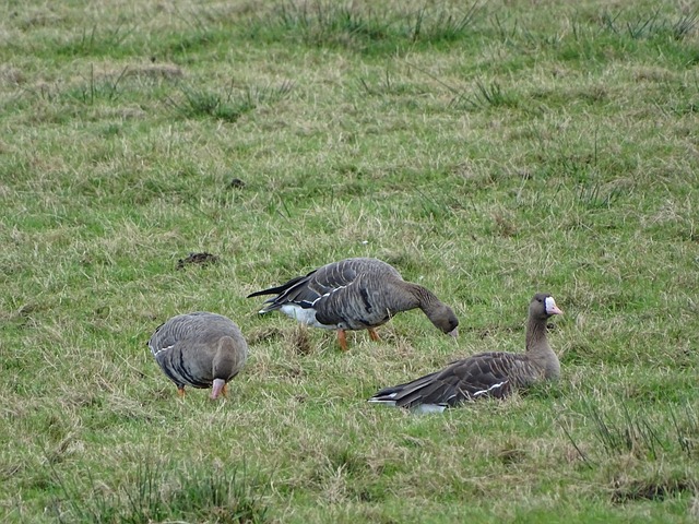 拉德卡努正 拉德卡努正